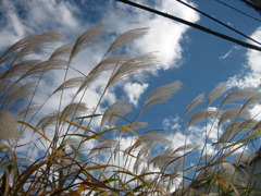 小春日和のすすき