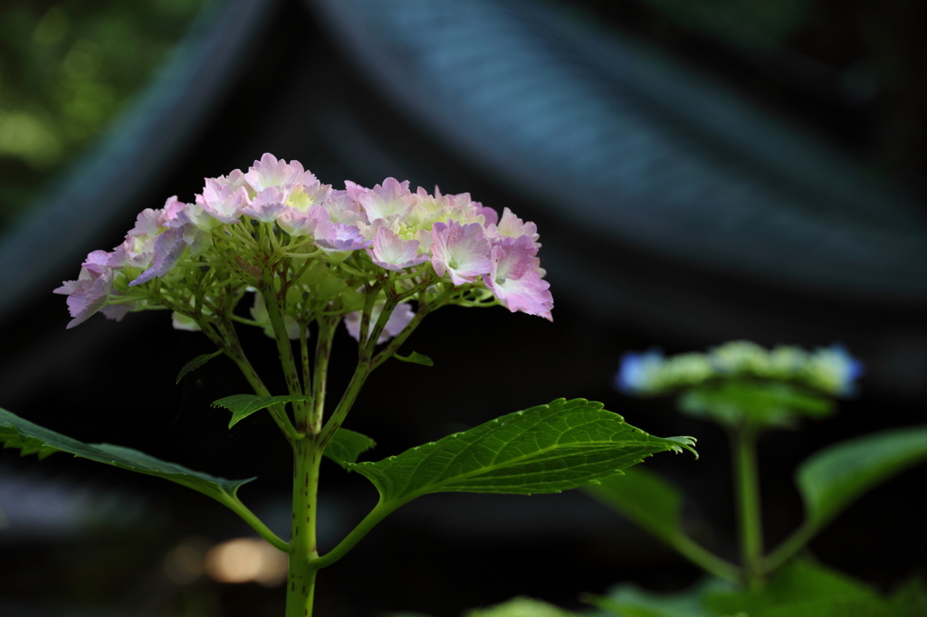 紫陽花寺