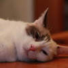 眠い～～、限界にゃ～～。