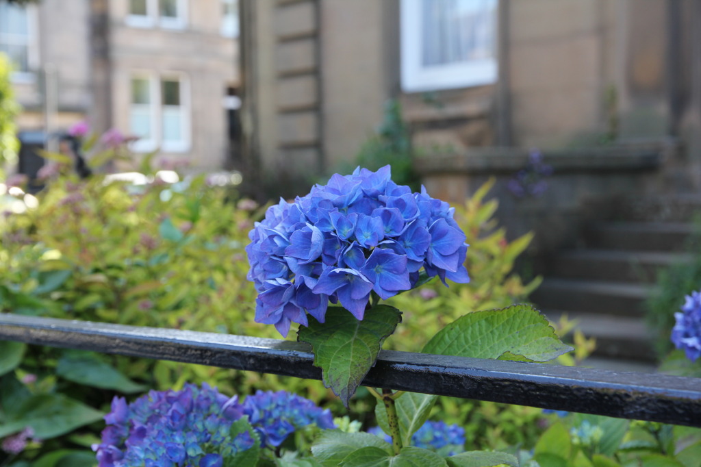 Hydrangea near Royal Botanic garden