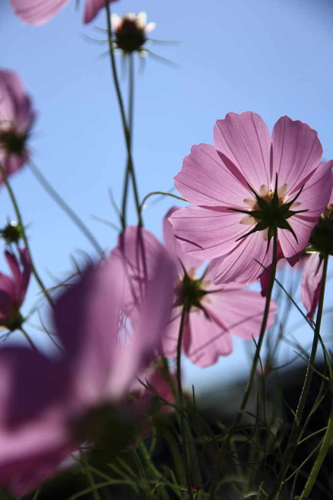 Cosmos in Matsumoto