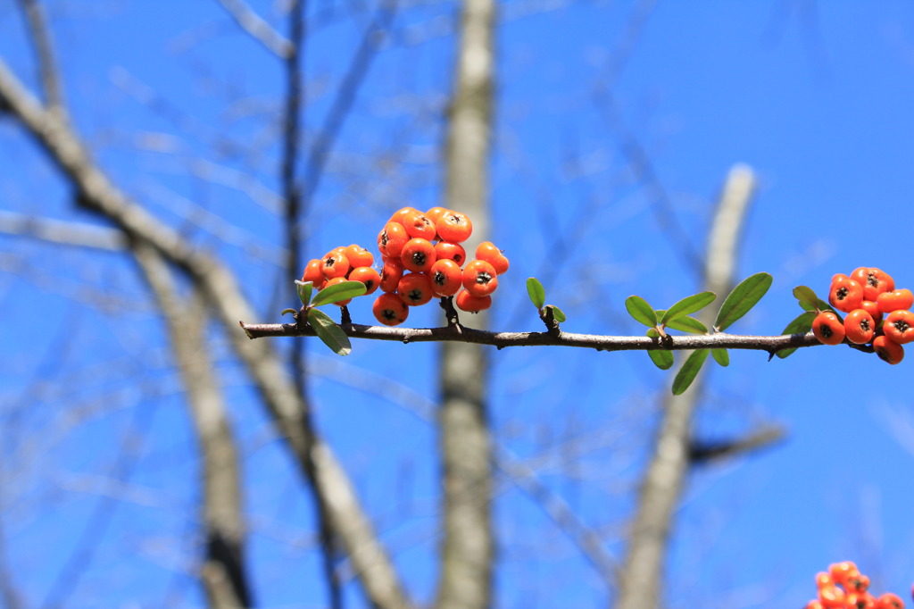 Blue and Orange