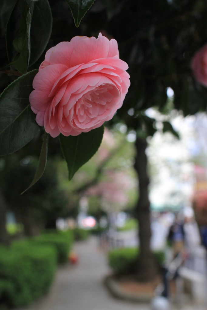 Camellia in Jiyugaoka