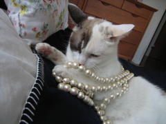 猫に真珠