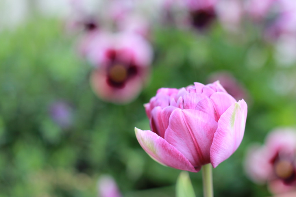 Violet Tulip and Viola