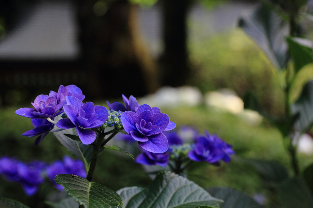 紫陽花寺