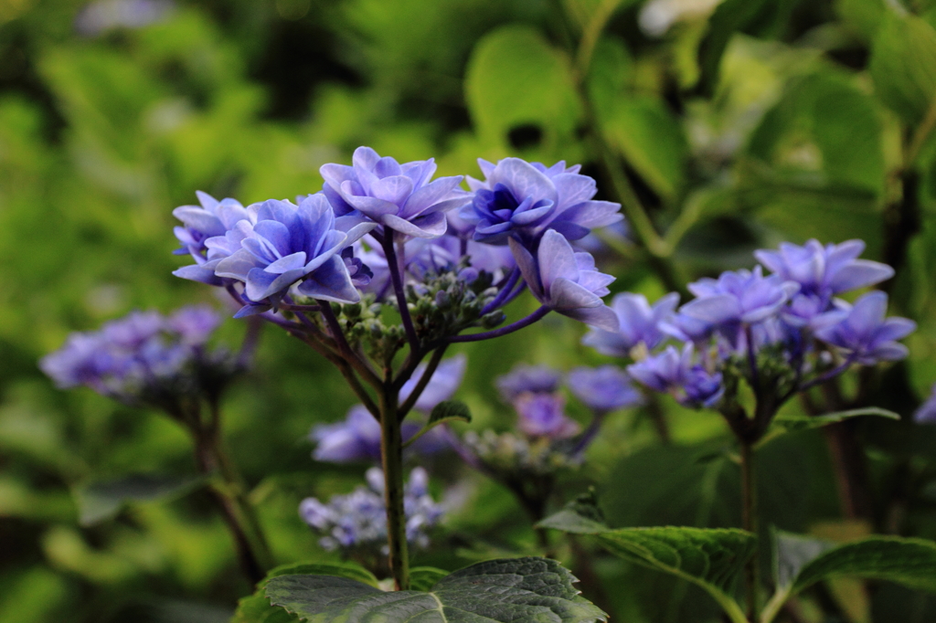 紫陽花寺