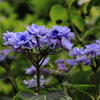 紫陽花寺