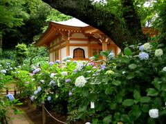 あじさい寺　in Kawasaki