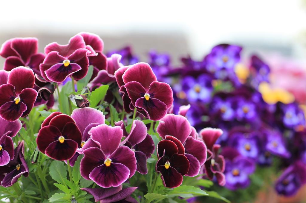 Purple Viola