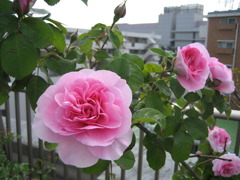 Rose Garden　（ガートルード・ジェキル）