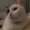 腕組みドヤ顔モニカ