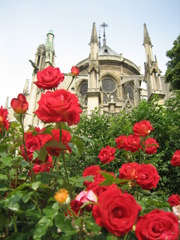 ノートルダム大聖堂と薔薇
