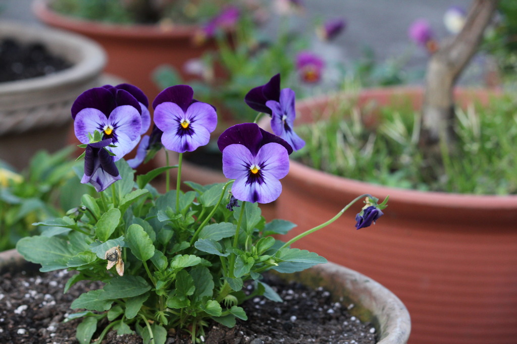 Violet Viola