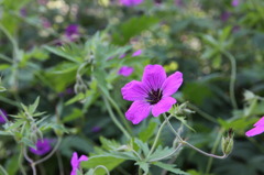 Geranium in Royal Botanic Garden