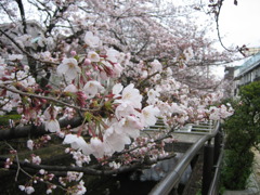 桜 on 二ヶ領用水