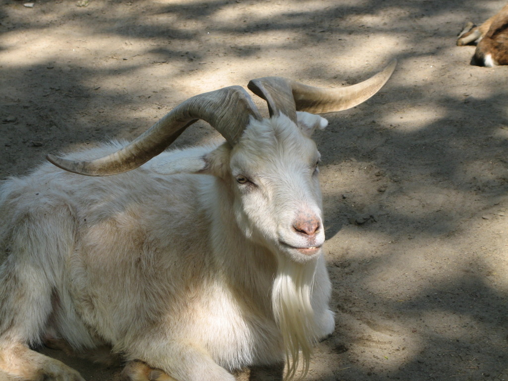 笑う山羊