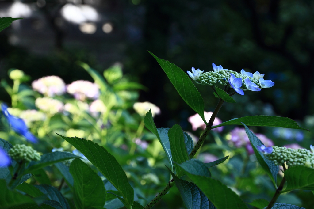 紫陽花寺