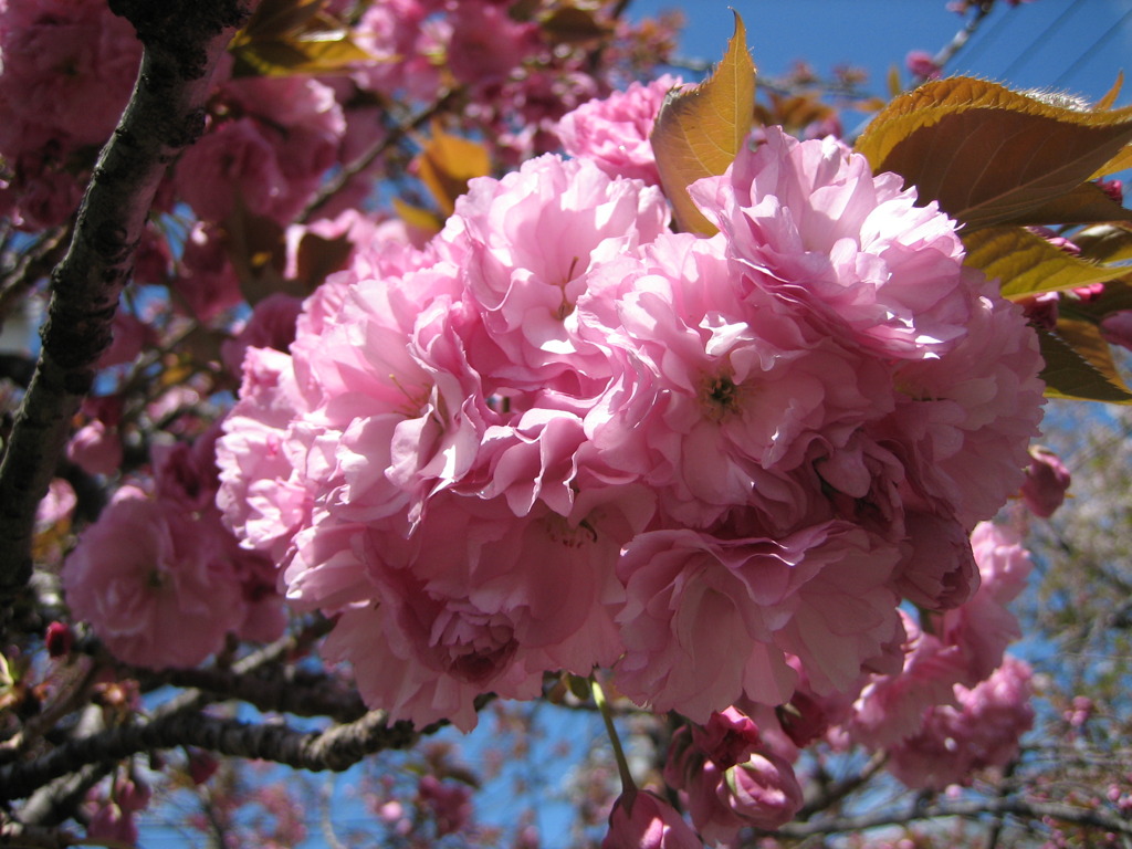 八重桜