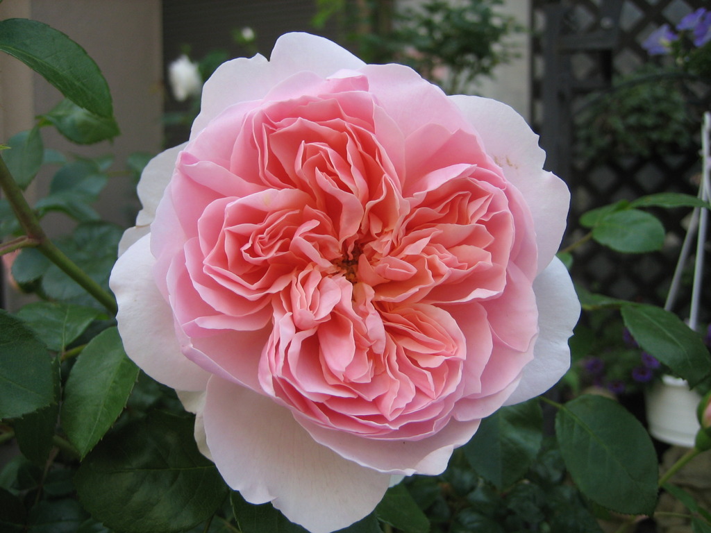 薔薇　（イブリン）