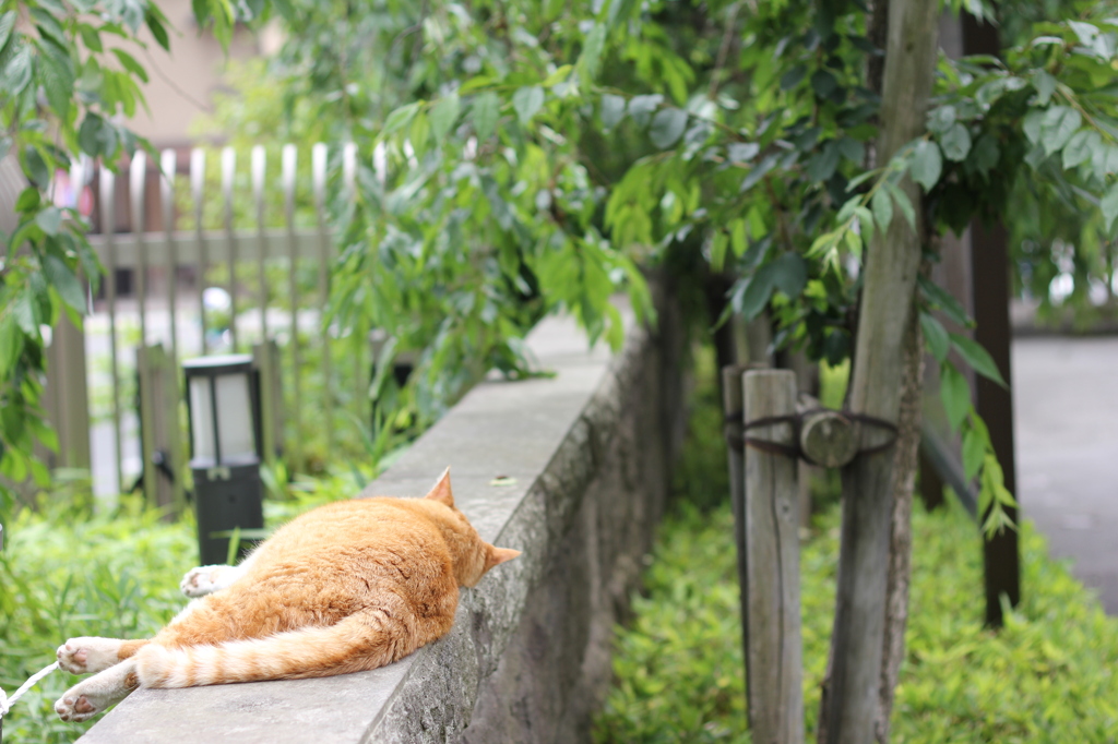 門前の寝猫