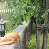 門前の寝猫