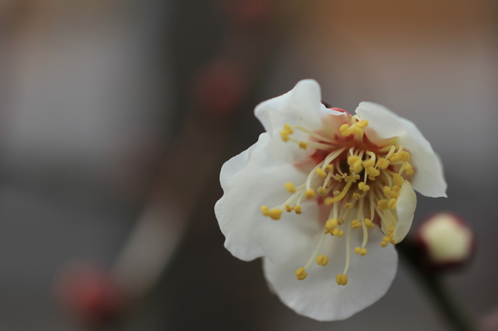 自家製　梅の花