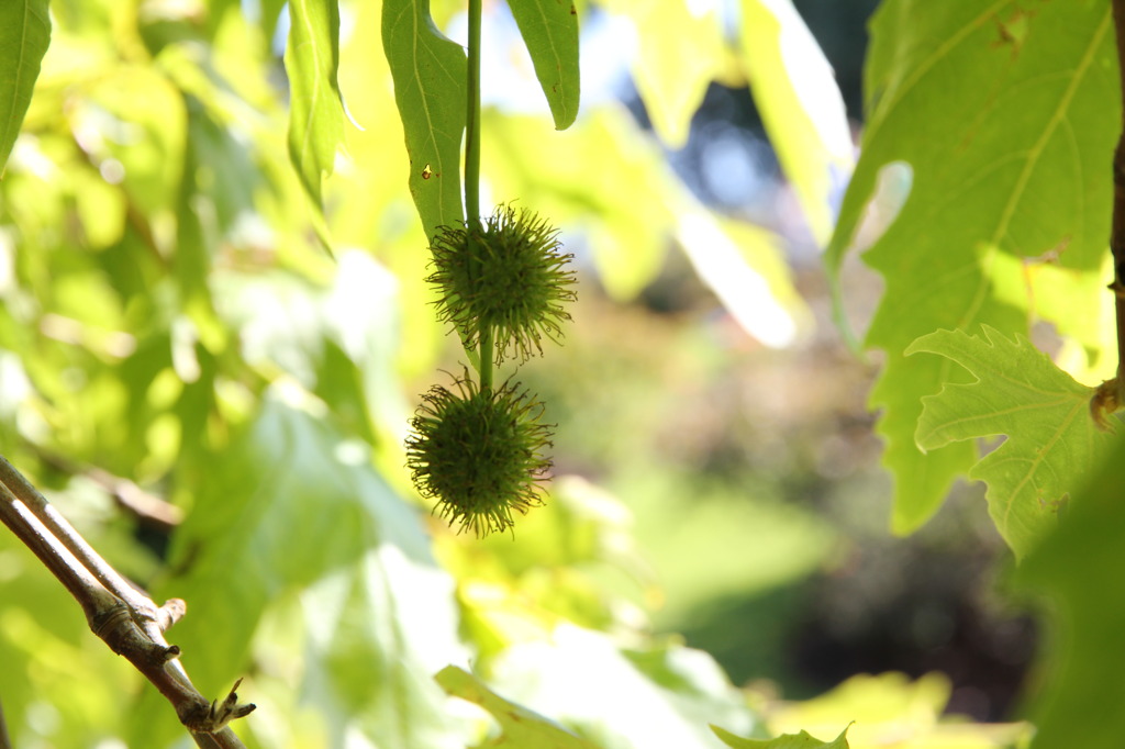 Platanus in Royal Botanic Garden