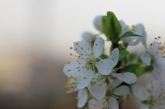 Prune Flower in the Morning