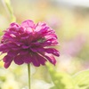 花とカエル