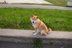何見てんだワン！