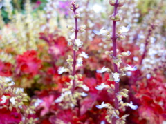 DSC00438