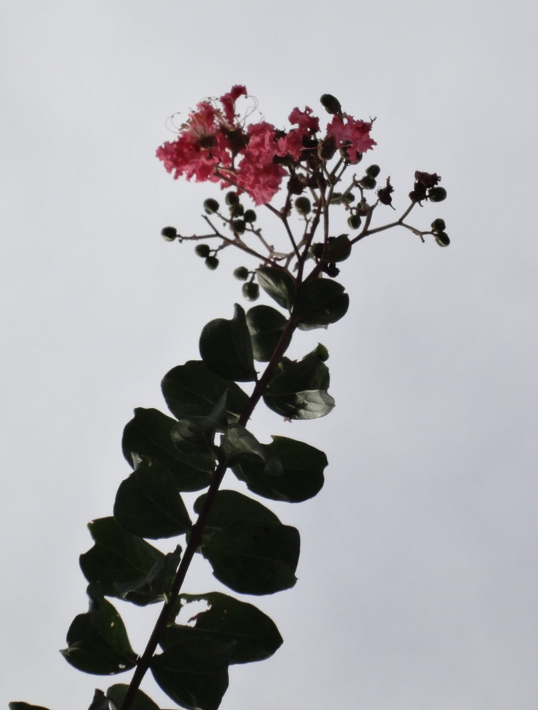 DSC00433