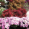 DSC00560