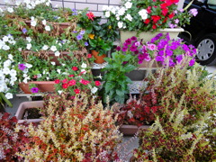 DSC00437