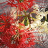DSC00567