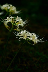 花は葉を想い葉は花を想う