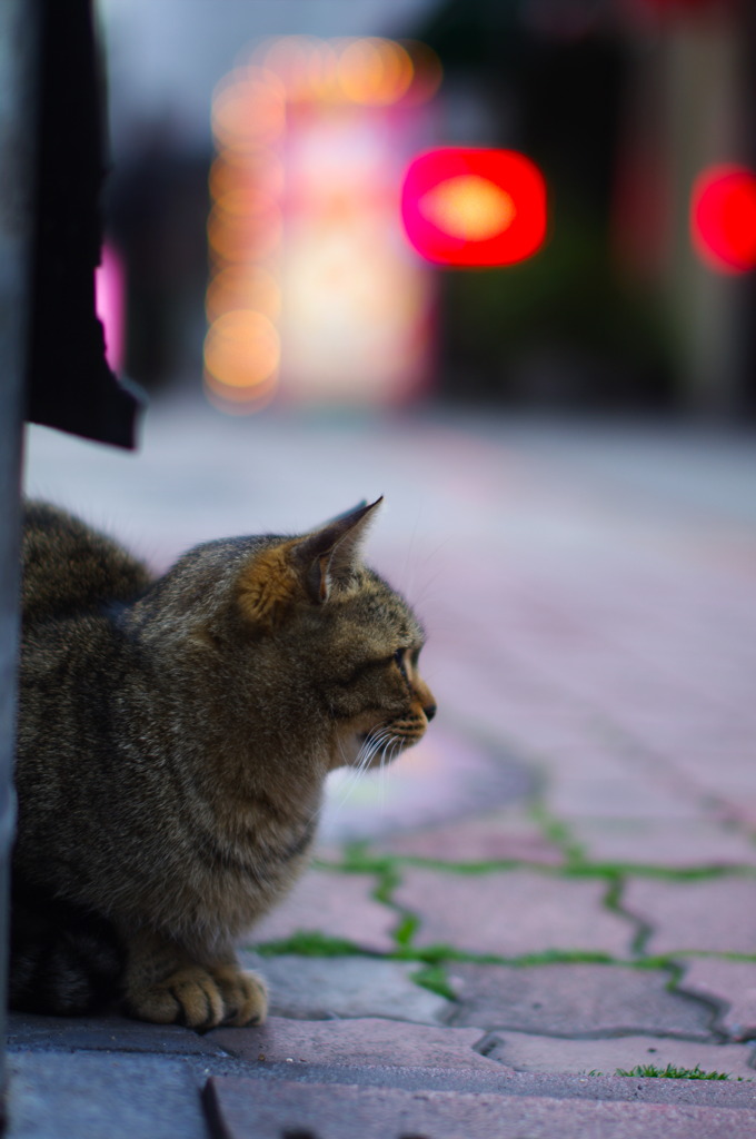 ネオン街の野良猫