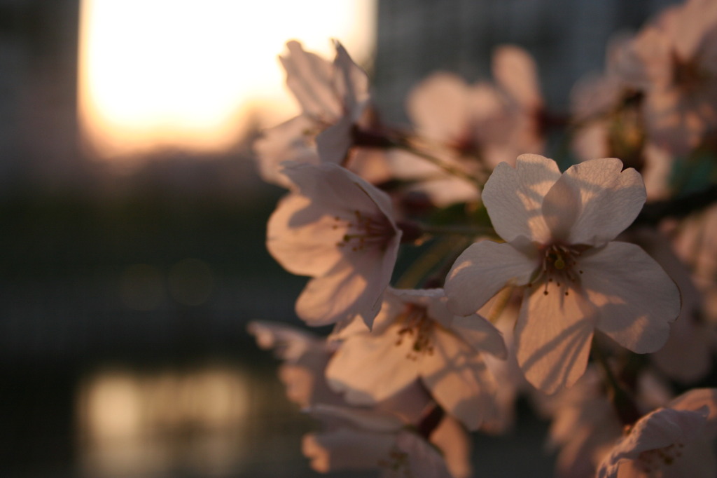 夕焼け抜きで桜