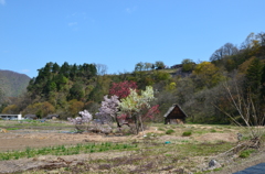 白川郷