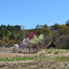 白川郷