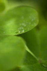 水玉