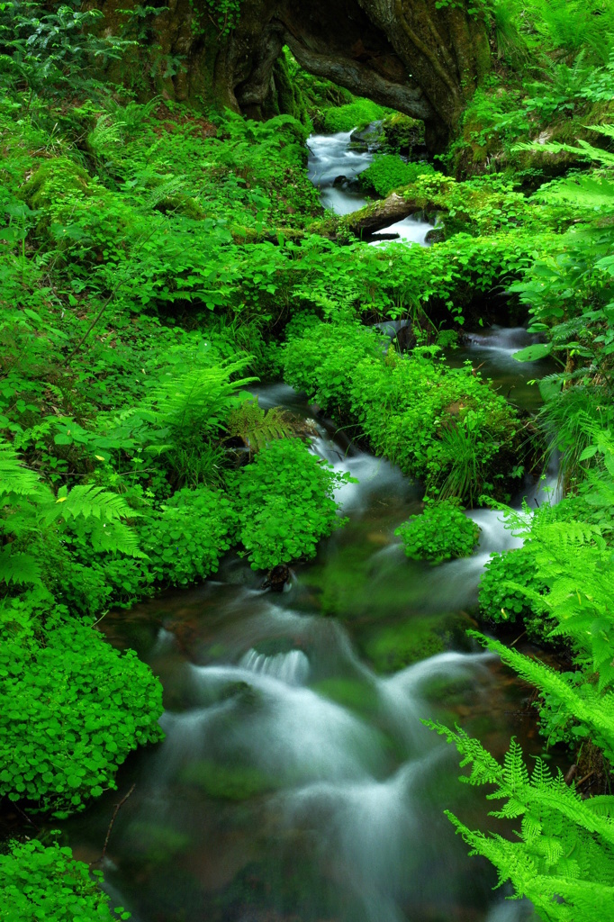 かつらの千年水 By 32ki Id 写真共有サイト Photohito