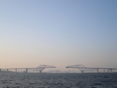 見つめ合うアシカ