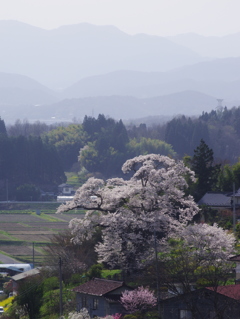 塩ノ崎の大桜