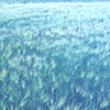 風駆ける