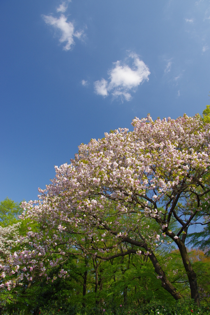 八重桜 