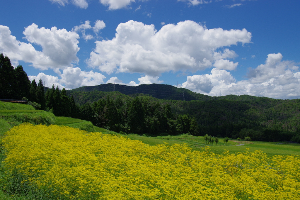 オミナエシ咲く棚田