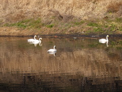 白鳥、花見川に飛来