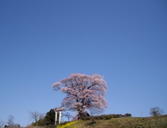 一本桜